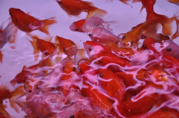 %e9%b1%bc%e5%84%bf%e6%88%8f%e6%b0%b4-fish-party